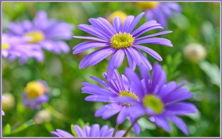 500px provided description: All about as big as a quarter.

They just have a pleasing purpleness. [#yellow ,#spring ,#color ,#macro ,#flower ,#bokeh ,#purple ,#daisy ,#creamy bokeh ,#river daisy]