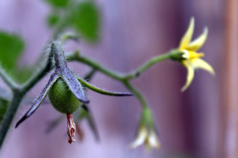 500px provided description: tomato [#floral ,#bud ,#branch ,#leaf ,#flora ,#phalaenopsis ,#botanical ,#tomato ,#delicate ,#twig ,#blooming ,#shrub ,#husk]