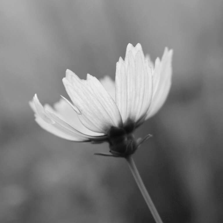 500px provided description: a single flower in the backyard [#flower ,#floral ,#black and white ,#life ,#garden ,#close up ,#growth ,#springtime ,#blooming]