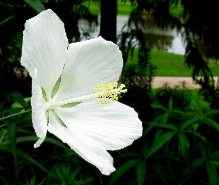 White Texas Star or White Rose Mallow -- Hibiscus coccineus 'Alba'
