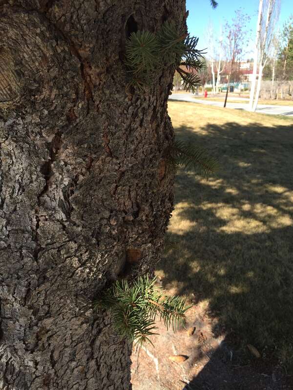 Colorado Spruce with trunk sprouts at Great Basin College in Elko, Nevada