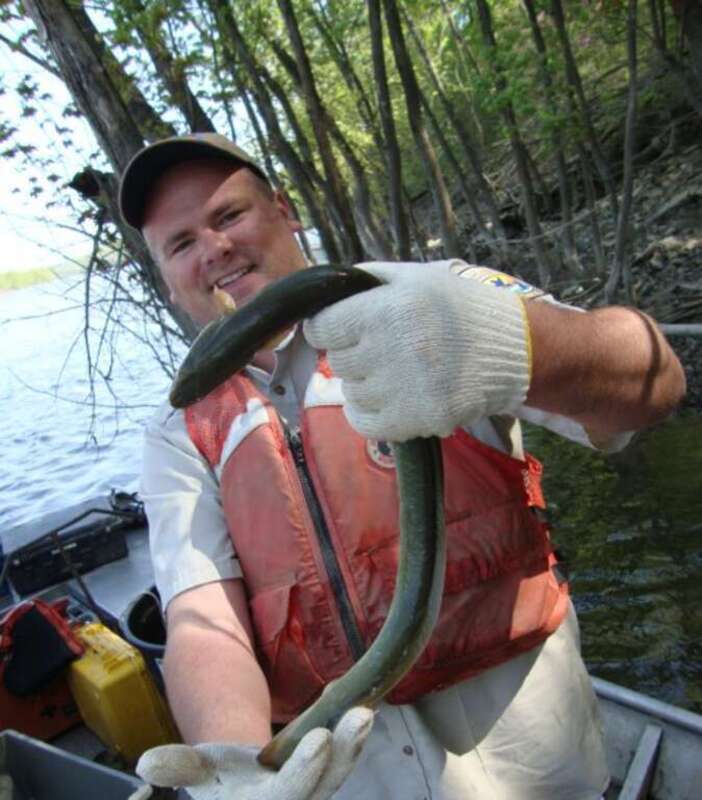 Andy Plauck with the U.S. Fish and Wildlife Service Midwest Region holds an American eel from Osage River. 

Credit: USFWS