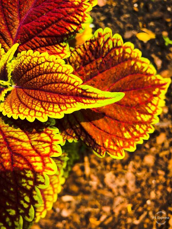 The flower display an informative, pattern-like image