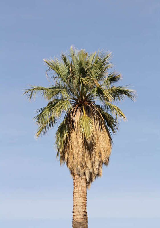 A California fan palm (Washingtonia filifera) in Oasis of Mara at the North entrance of Joshua Tree National Park, California