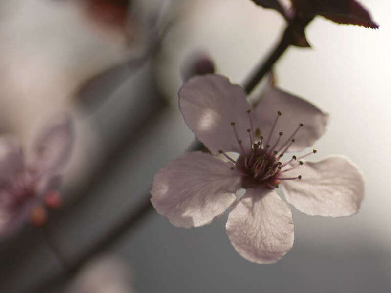 Capitol Hill Cherry Blossoms