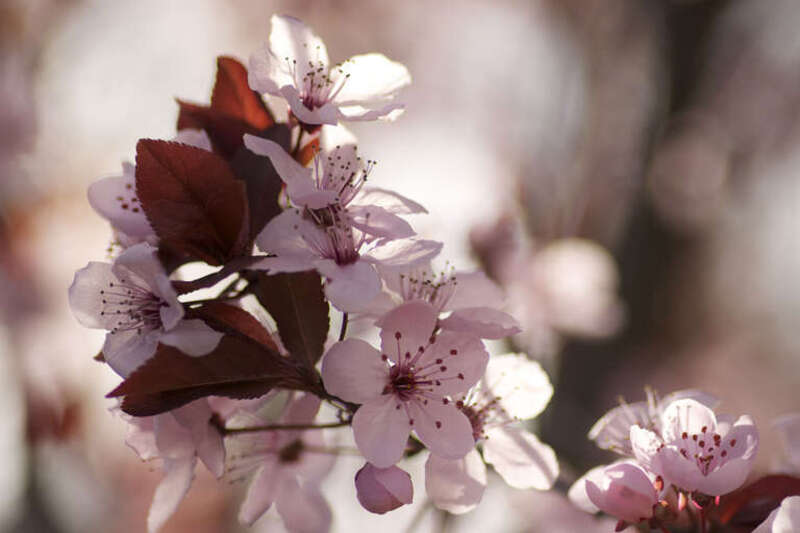 Capitol Hill Cherry Blossoms