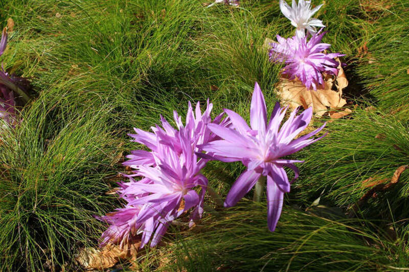 500px provided description: A picture I took at botanical gardens in Saint Louis [#Nature ,#Landscape ,#Flower ,#Flowers ,#Pink ,#Pretty]