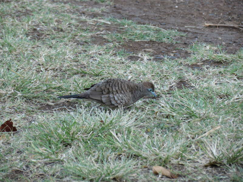 Geopelia striata (Linnaeus, 1766), Zebra Dove, University of Hawaii, Manoa, Honolulu, Hawaii, USA, 24 March 2014