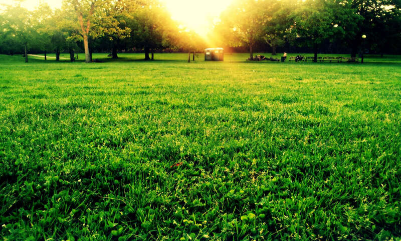 500px provided description: Golden Grass [#park ,#sun ,#grass ,#sunli]