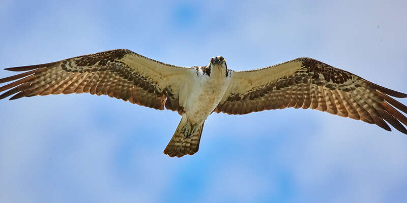 500px provided description: Full wingspan of a hawk flying close above. [#bird ,#nature ,#animal ,#wildlife ,#wild ,#hawk ,#bif ,#bird in flight]