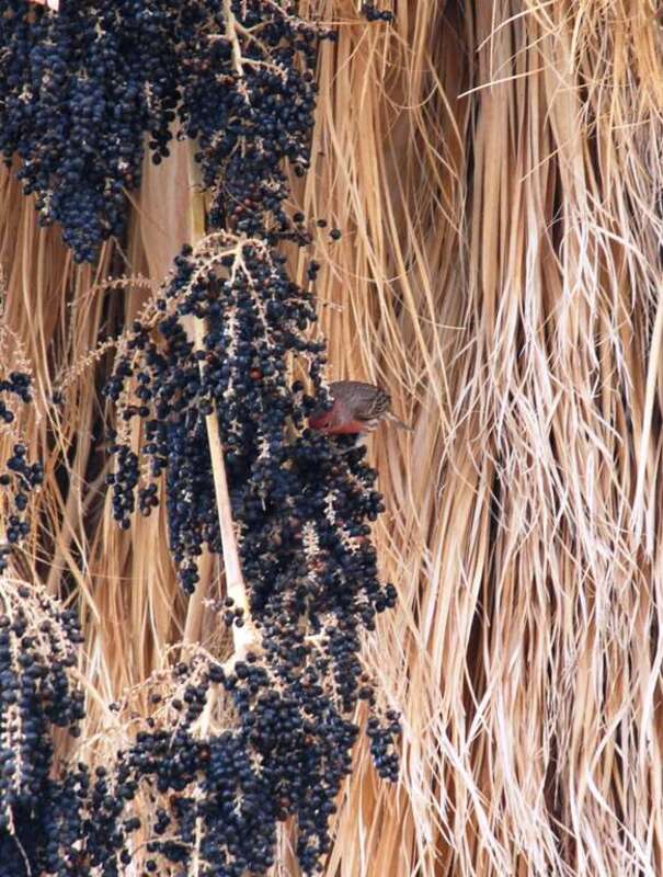 House Finch (Carpodacus mexicanus frontalis) on Desert Fan Palm (Washingtonia filifera) at Oasis of Mara in Joshua Tree National Park