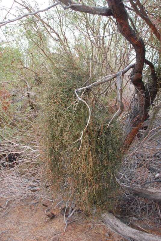 Desert mistletoe (Phoradendron californicum)  in Joshua Tree National Park