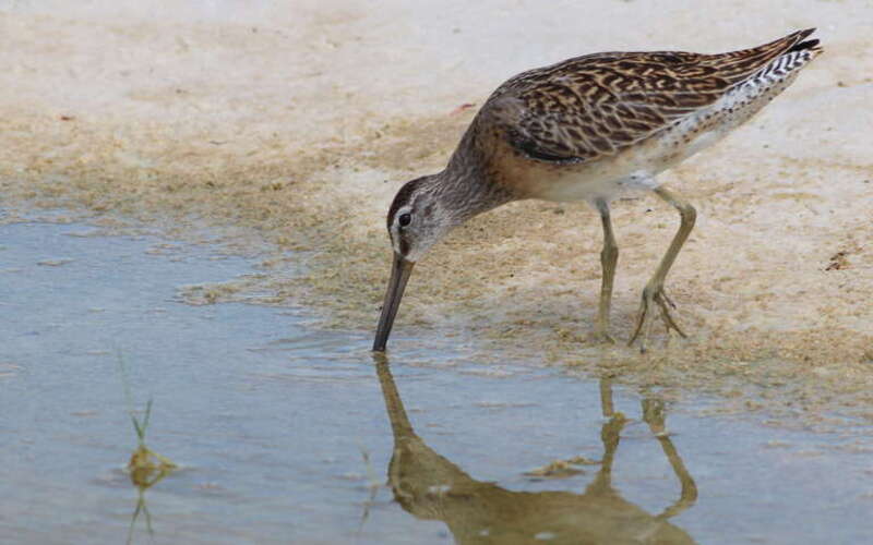 Short-billed Dowitcher #birdsgallery