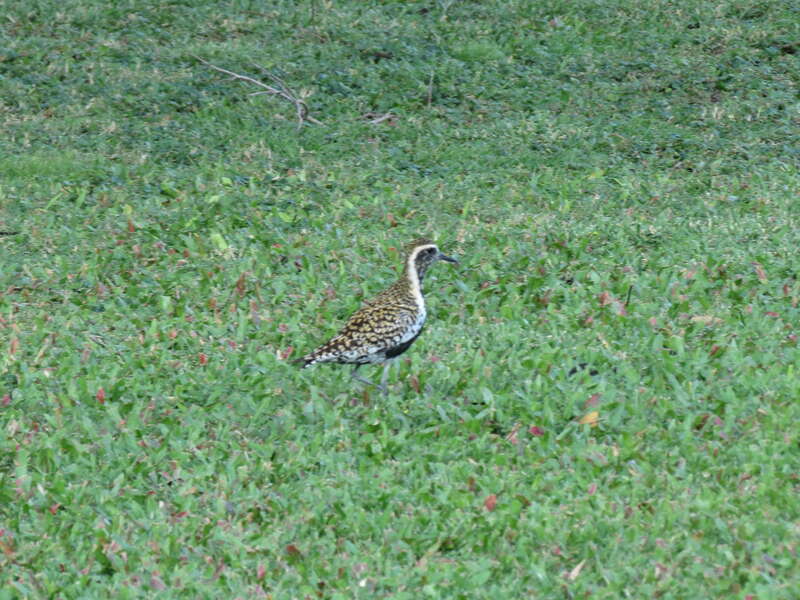 &amp;lt;i&amp;lt;Pluvialis fulva (Gmelin, 1789), Pacific Golden Plover, University of Hawaii, Manoa, Honolulu, Hawaii, USA, 24 March 2014