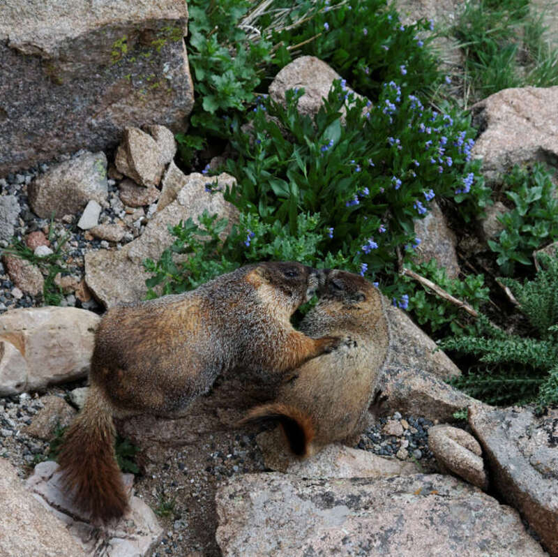 RMNP 2010-07-18