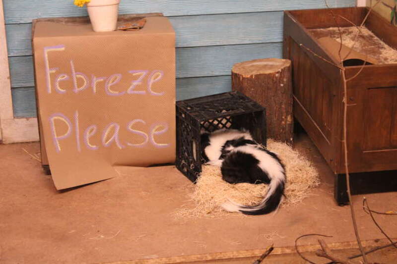 Skunks resting in a themed area