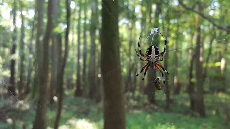 spider, Congaree National Park, South Carolina  (possibly Neoscona domiciliorum)