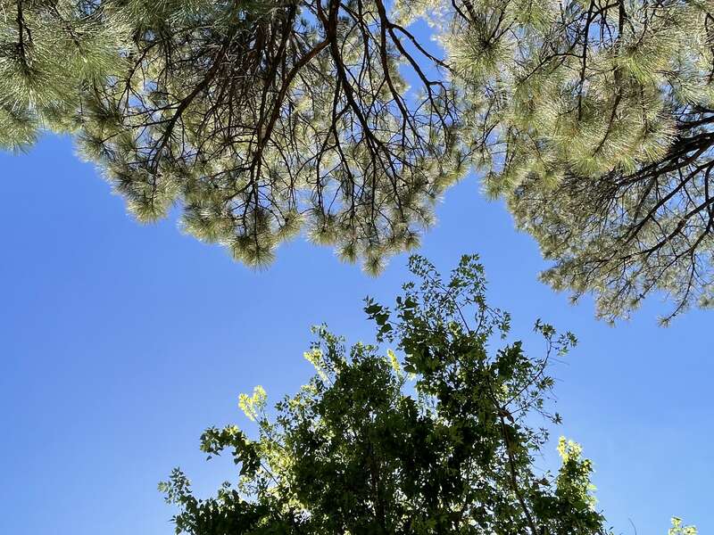 Worms View The viewpoint of a worm. An art terminology