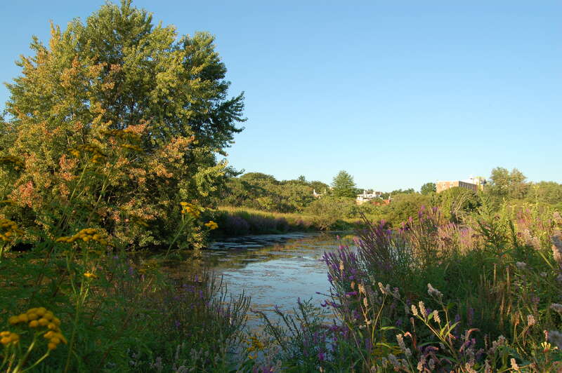 The Little River in the Alewife Brook Reservation in Cambridge, Massachusetts