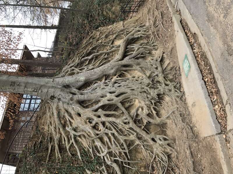 American Beech Tree - Falls Park - Greenville, SC