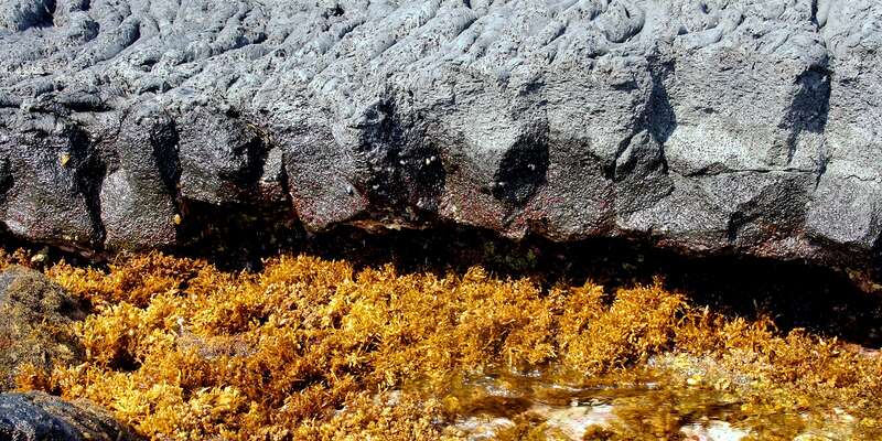 Иллюcтрация для викиучебника b:ru:Гавайеведение