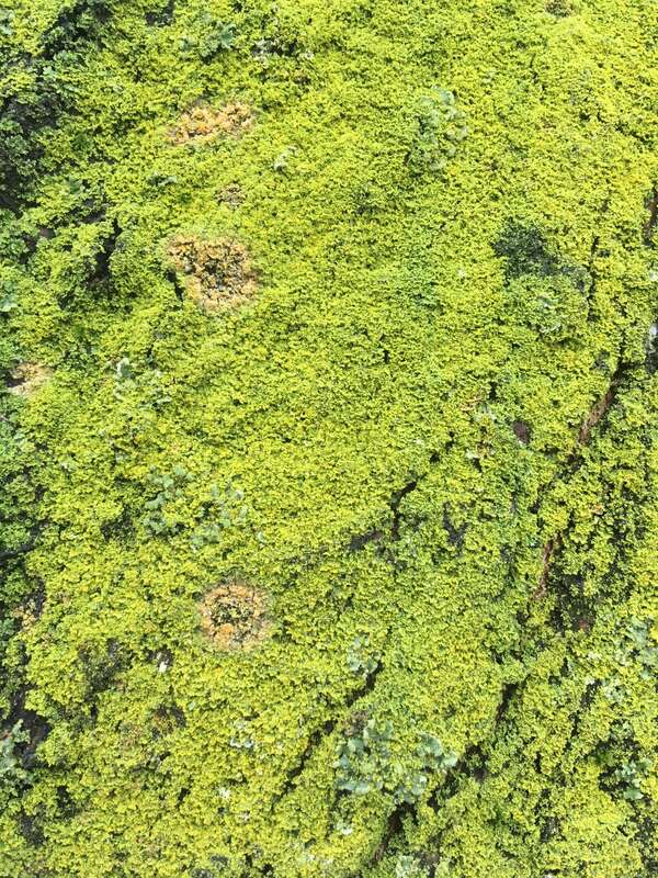 Candleflame Lichen (Candelaria concolor)