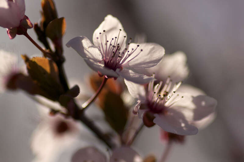 Capitol Hill Cherry Blossoms