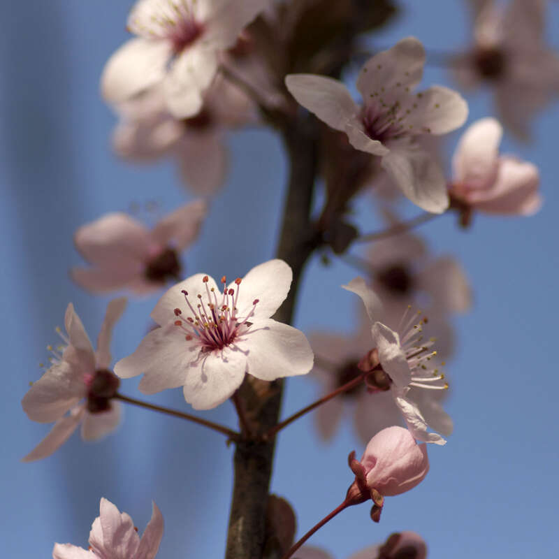 Capitol Hill Cherry Blossoms