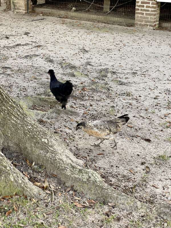 Middleton Place, Summerville, South Carolina