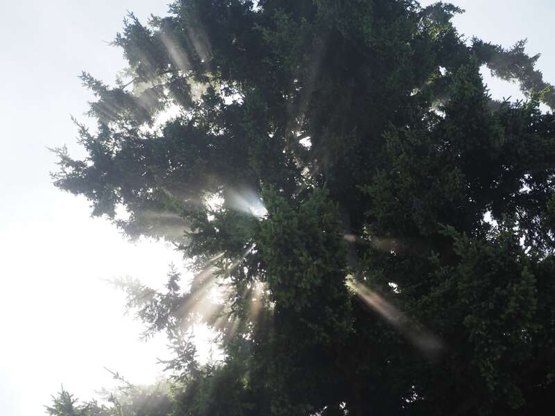 Light rays visible coming out of a Douglas-fir tree on a foggy day (10:33 AM).