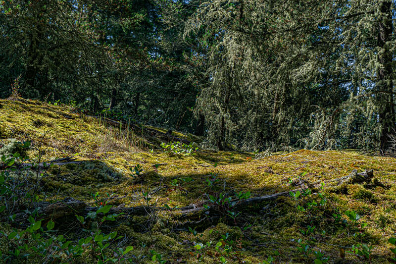 &quot;Bald meadow - a wildflower haven In these clearings, exposed rock that has been scraped smooth hints at the region’s glacial history. Little soil has built up in this 
place since the glacier receded, preventing 
shrub and tree growth and making way