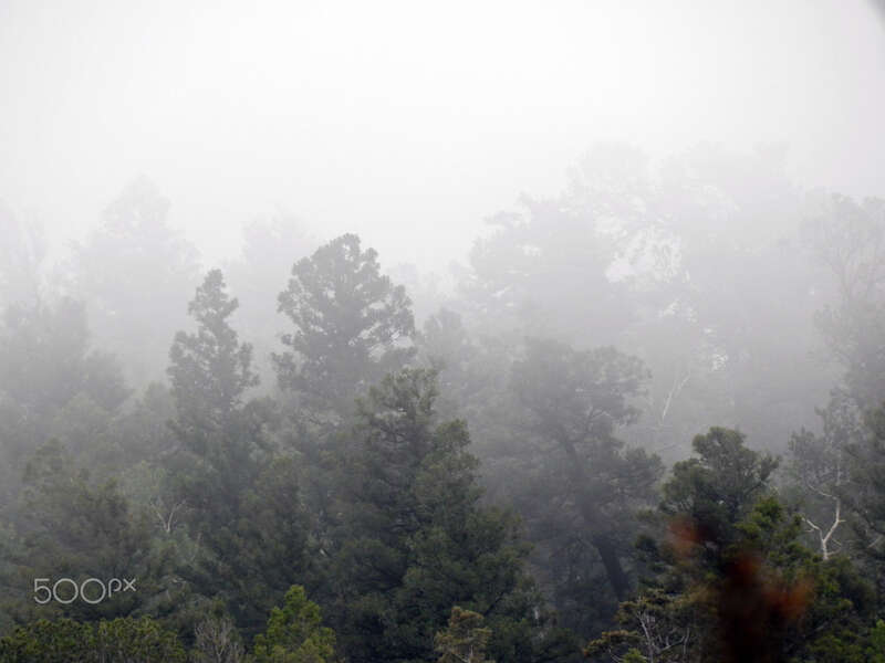 500px provided description: A hiking trail in early September [#landscape ,#fog ,#forest ,#mountains ,#landscapes ,#misty ,#colorado ,#hiking ,#camping ,#rocky mountains]