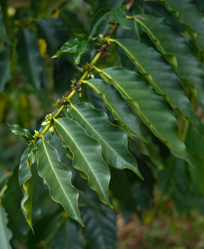 Leaves of Coffea arabica.
At the Kona Coffee Living History Farm — Kealakekua]] (Captain Cook), Kona district, on the Big Island of Hawaiʻi.in March 2012.