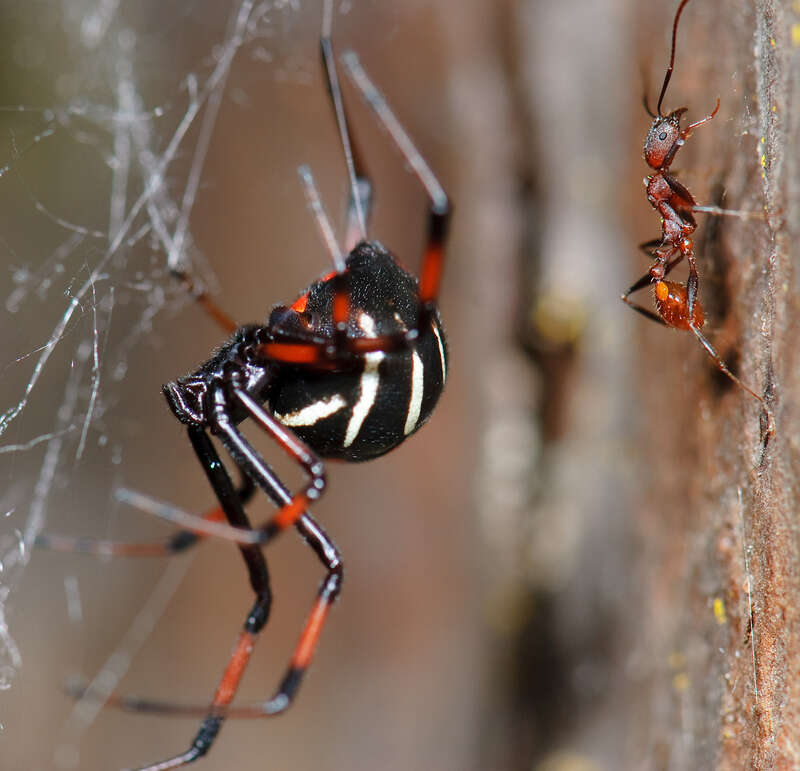 Latrodectus variolus (Northern Black Widow), imaged in situ, at night