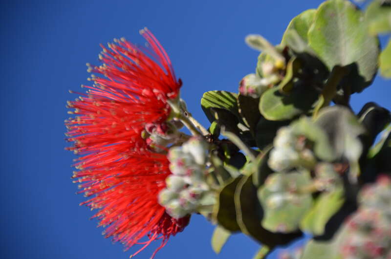 Lehua