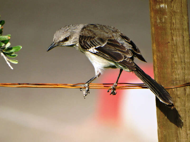 500px provided description: I found this bird during my visit to Phoenix, Az, USA. It is a common bird of USA. [#bird ,#feather ,#birdy ,#beak ,#plumage ,#birdwatching ,#ornithology ,#greenfinch ,#fugl ,#small bird ,#Arizona ,#Grey ,#Phoenix ,#Gray