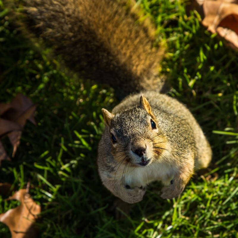 This cheeky little bugger wouldn't leave me alone. I stopped to take pictures of him on the grass, and instead he just about climbed up my leg. My lens had trouble focusing so close - never thought I would want my macro lens for a squirrel pic!