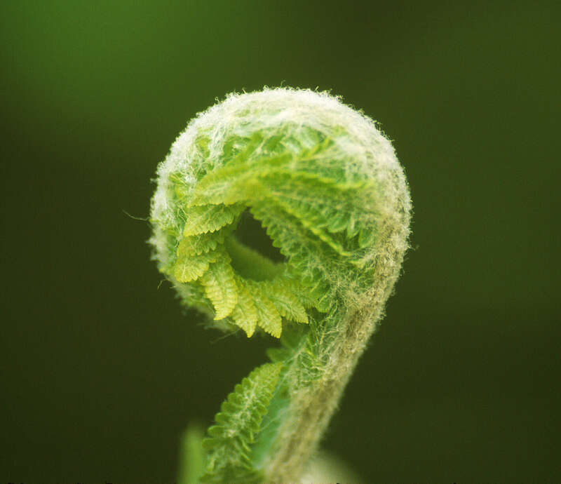 Photo of the Week - 7/23/12
The tender fronds of a fern unfurl at Canaan Valley National Wildlife Refuge.
Credit: Ken Sturm/USFWS