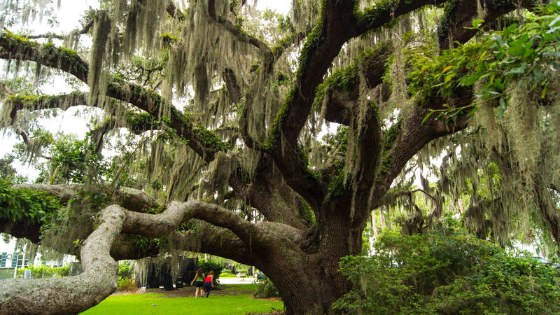 500px provided description: Taken in Jekyll Island, Georgia. [#park ,#leaves ,#nature ,#tree ,#grass ,#green ,#playground ,#parks]