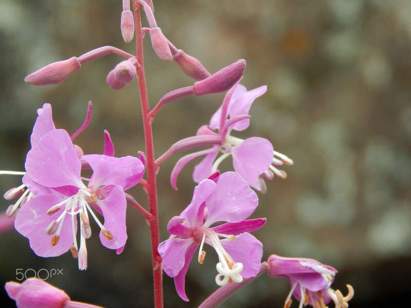 500px provided description: Primroses found in Colorado [#flowers ,#nature ,#macro ,#plants ,#pink ,#rocky mountains ,#primrose ,#natural world]