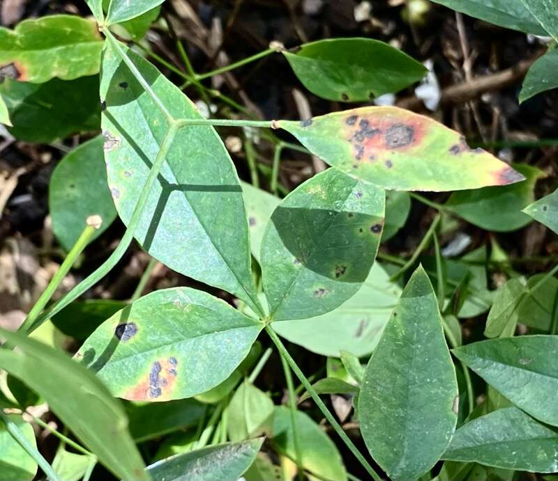 Pseudocercospora nandinae