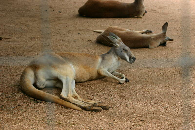 Red Kangaroos lying down in the dust.
