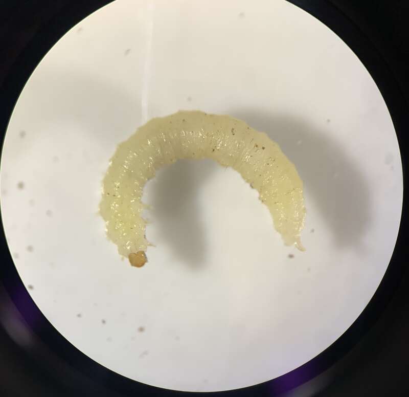 Late instar larva of the red headed flea beetle. About 10mm in length, brown head capsule, small legs, posterior tubercule, striated body. Yellowish white in color.