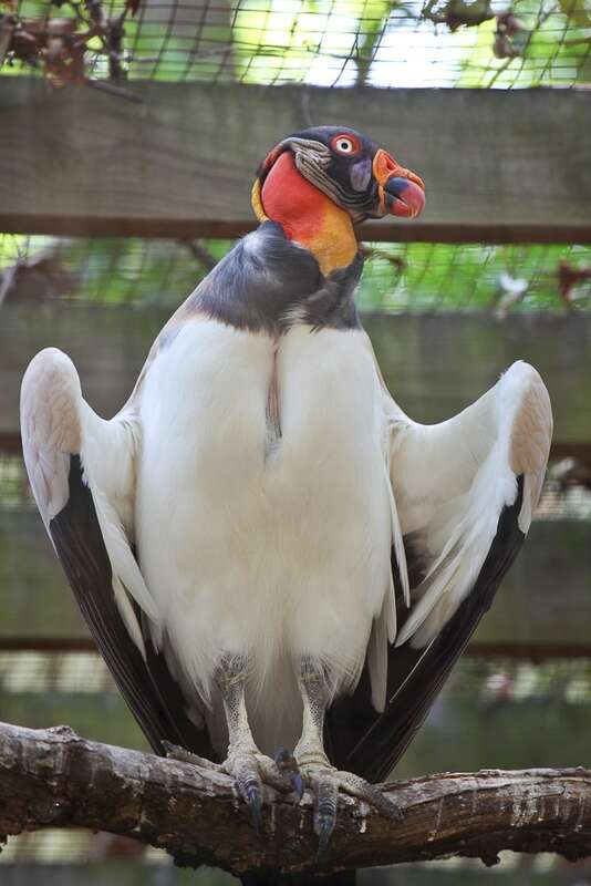 A King Vulture at Atlanta Zoo, Georgia, USA.