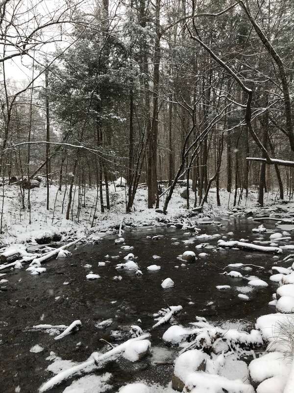 Snowy stream, January 2018--Andrea Walton