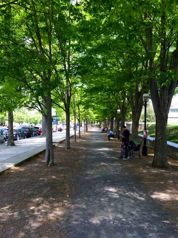 The Tree Allée in front of Firestone Library on Nassau Street in Princeton, New Jersey