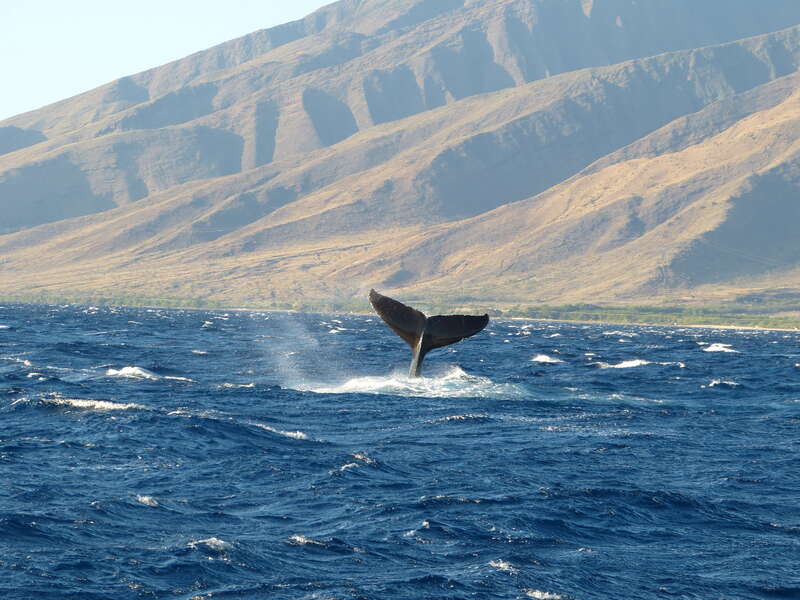 Whale Watching on Maui - James Brennan Molokai Hawaii