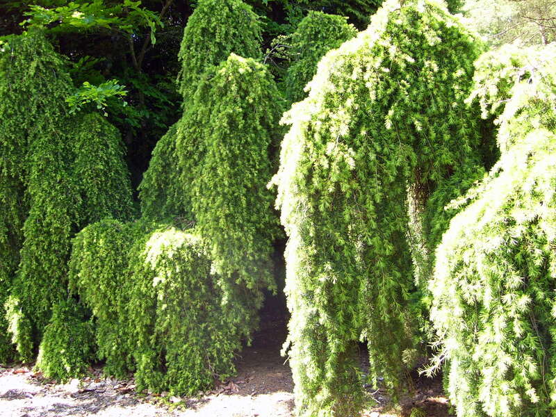 Snuffaluffagus sendakia