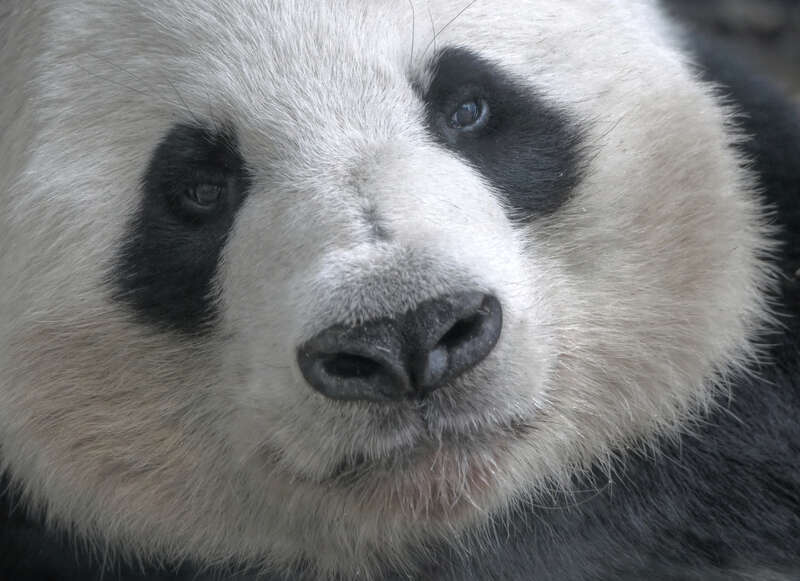 Giant Panda at the Atlanta Zoo

&amp;lt;a href=&quot;https://fineartamerica.com/featured/distracted-panda-bryan-katz.html&quot; rel=&quot;noreferrer nofollow&quot;&amp;gt;fineartamerica.com/featured/distracted-panda-bryan-katz.html&amp;lt;/a&amp;gt;