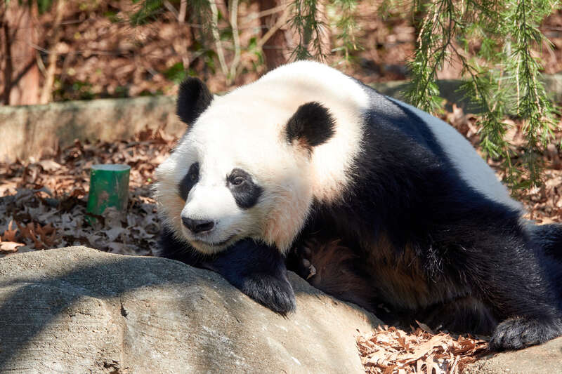 Giant Panda Xi Lun, born and now living at Zoo Atlanta in Atlanta, GA, USA. Daughter of Giant Panda Lun Lun. Her biological dad is Giant Panda Yang Yang. Twin sister of Giant Panda Ya Lun.